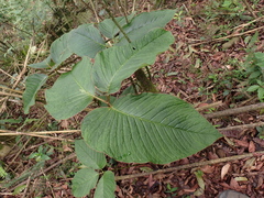 Arisaema speciosum, photograph Sagnik Dutta Roy, CC BY, iNaturalist via GBIF