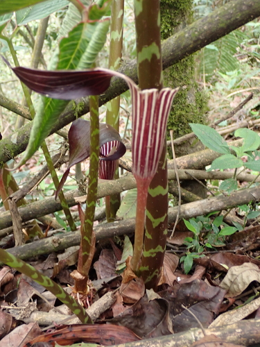 Arisaema speciosum