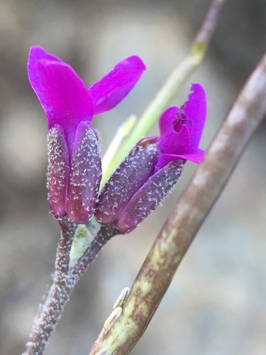 Image of Boechera johnstonii by (c) Matt Berger, some rights reserved (CC BY)