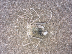 Pyromaia tuberculata