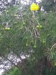 Cascabela thevetioides