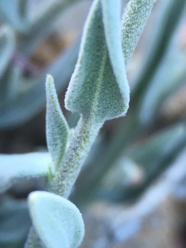 Image of Boechera johnstonii by (c) Matt Berger, some rights reserved (CC BY)