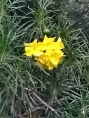 Cascabela thevetioides