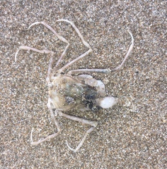 Pyromaia tuberculata