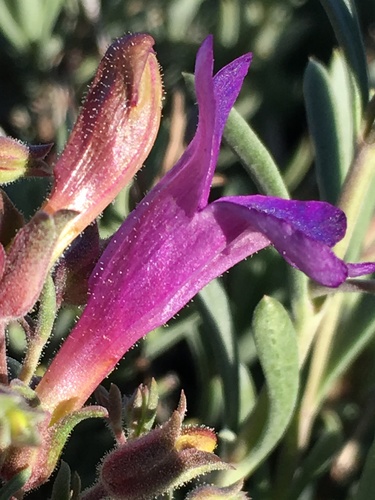 Image of Penstemon californicus by (c) Matt Berger, some rights reserved (CC BY)