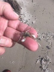 Pyromaia tuberculata