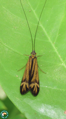 Centromacronema auripenne