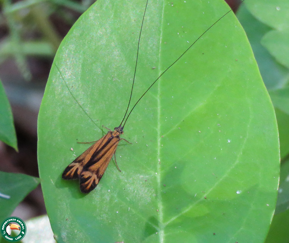 Centromacronema auripenne
