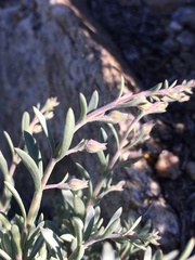 Penstemon californicus