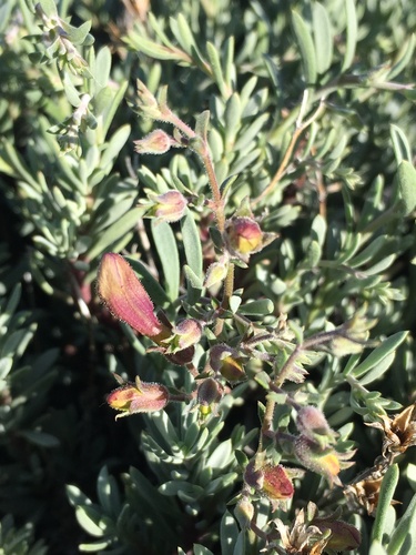 Image of Penstemon californicus by (c) Matt Berger, some rights reserved (CC BY)