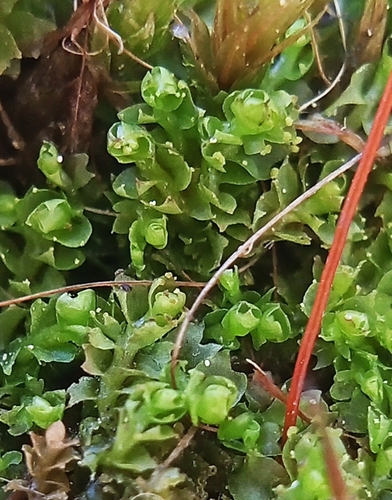 Lophozia murmanica