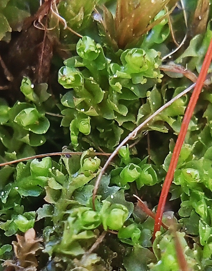 Lophozia murmanica