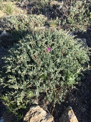 Penstemon californicus