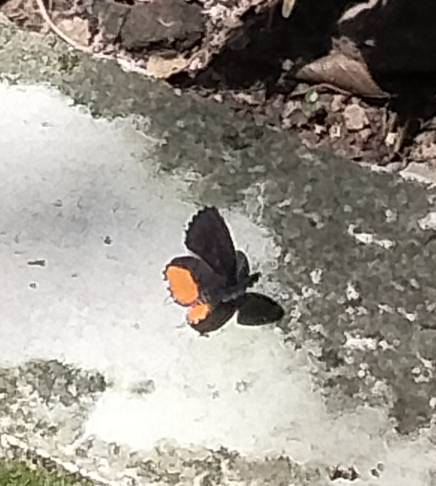 Red Pierrot