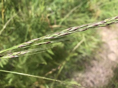 Piptochaetium pringlei