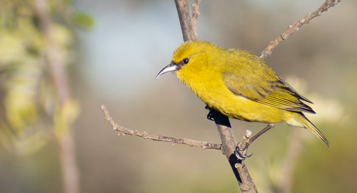 Chlorodrepanis virens observed 2024-12-13
