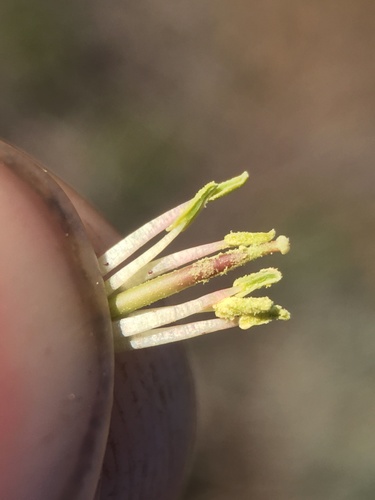 Image of Boechera johnstonii by (c) Matt Berger, some rights reserved (CC BY)