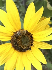 Apis mellifera