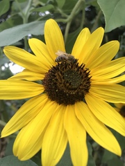 Apis mellifera