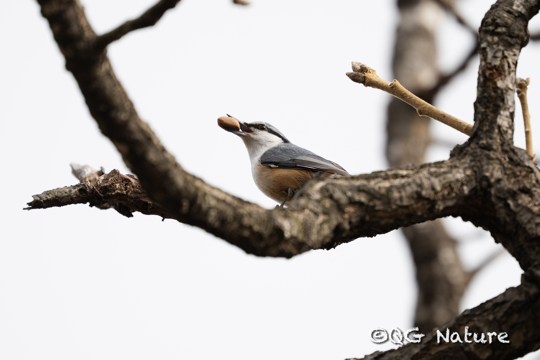 Eurasian Nuthatch