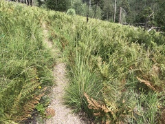 Piptochaetium pringlei