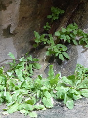 Primula pauciflora zionensis