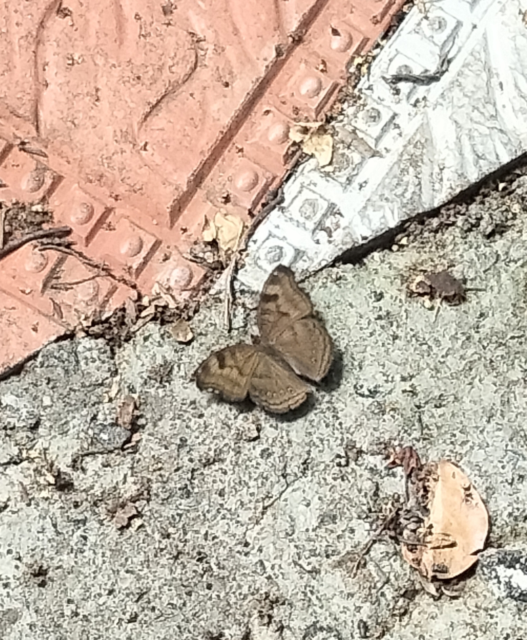 Chocolate Pansy