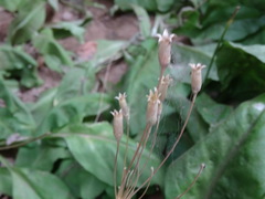 Primula pauciflora zionensis