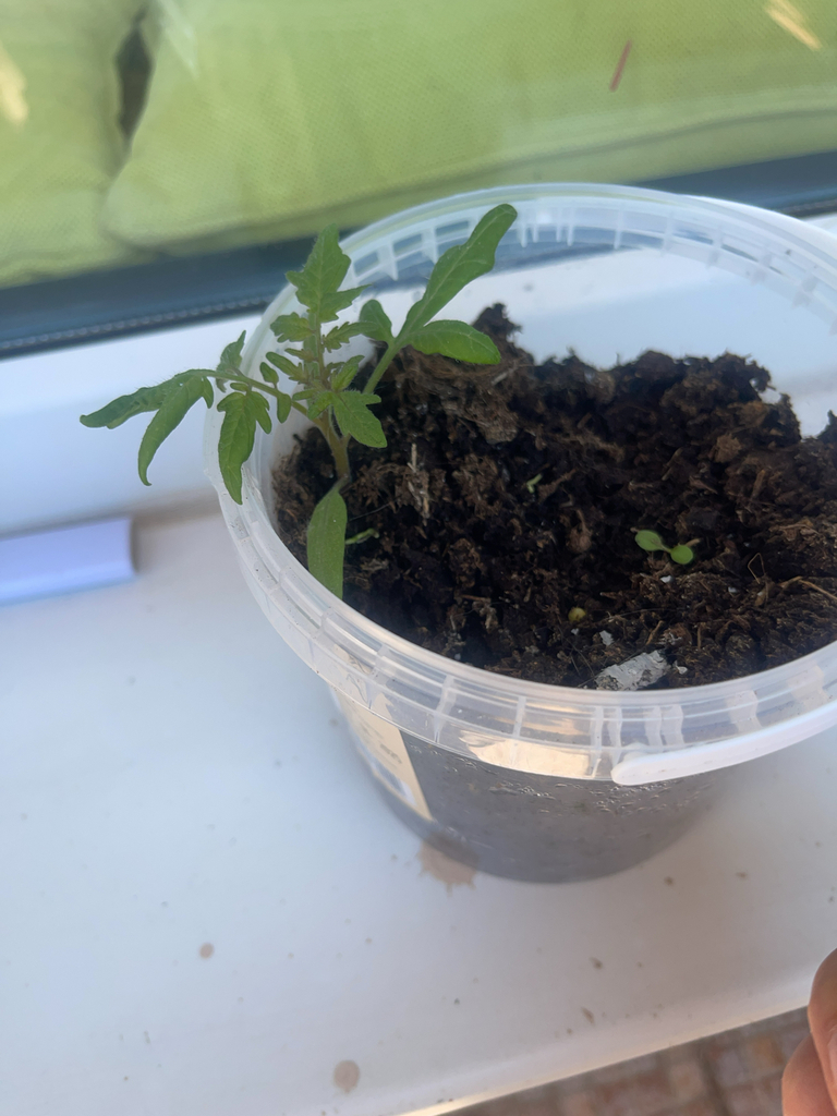 Solanum lycopersicum