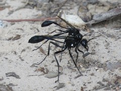 Eremnophila