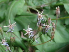 Primula pauciflora zionensis