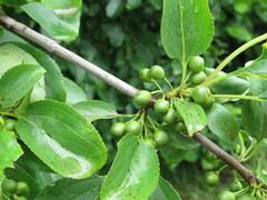 Rhamnus ussuriensis