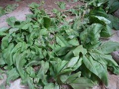 Primula pauciflora zionensis