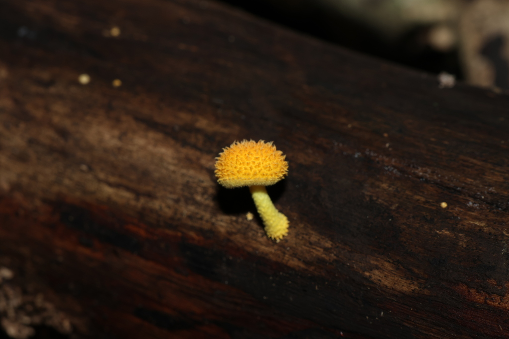 Cyptotrama asprata · May 2025 · photo: © gregtasney (iNaturalist, cc-by-sa)