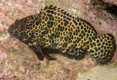 Long-Finned Rock-Cod photo 4