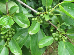Rhamnus ussuriensis
