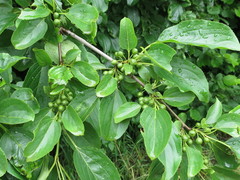 Rhamnus ussuriensis