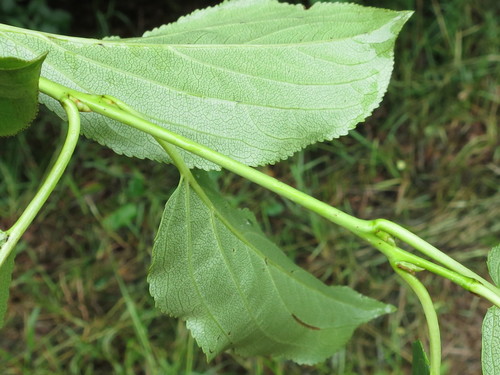Image of Rhamnus ussuriensis by (c) Repina Tatyana, some rights reserved (CC BY)