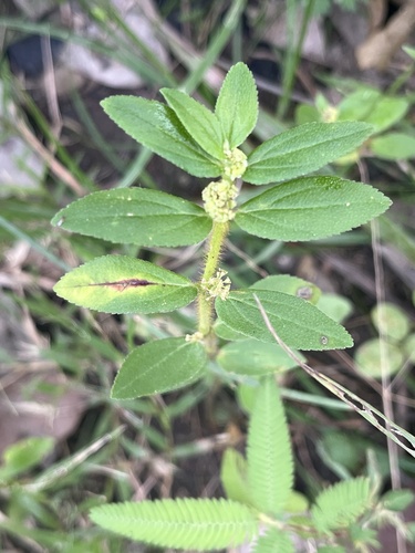 Asthma Plant