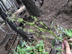 Rumex orthoneurus