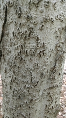 Cryptococcus fagisuga