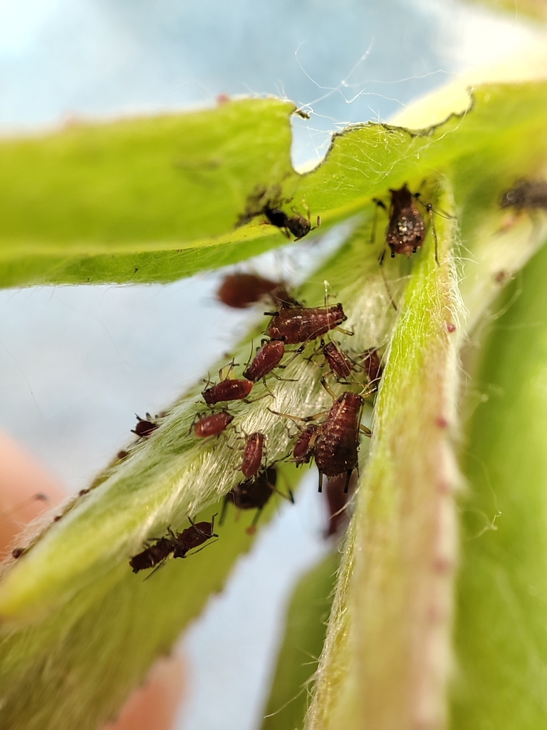 Large Fleabane Aphid