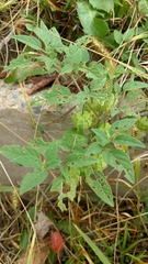 Physalis longifolia subglabrata