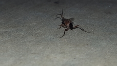 Evaniella semaeoda