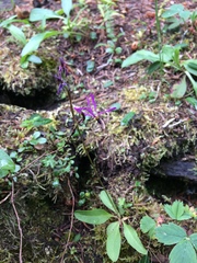 Primula pauciflora pauciflora