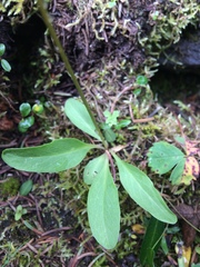 Primula pauciflora pauciflora