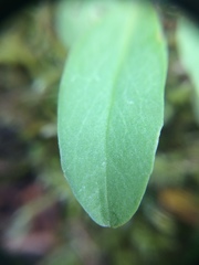 Primula pauciflora pauciflora