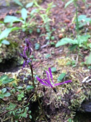 Primula pauciflora pauciflora