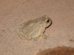 Anaxyrus microscaphus