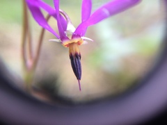 Primula pauciflora pauciflora